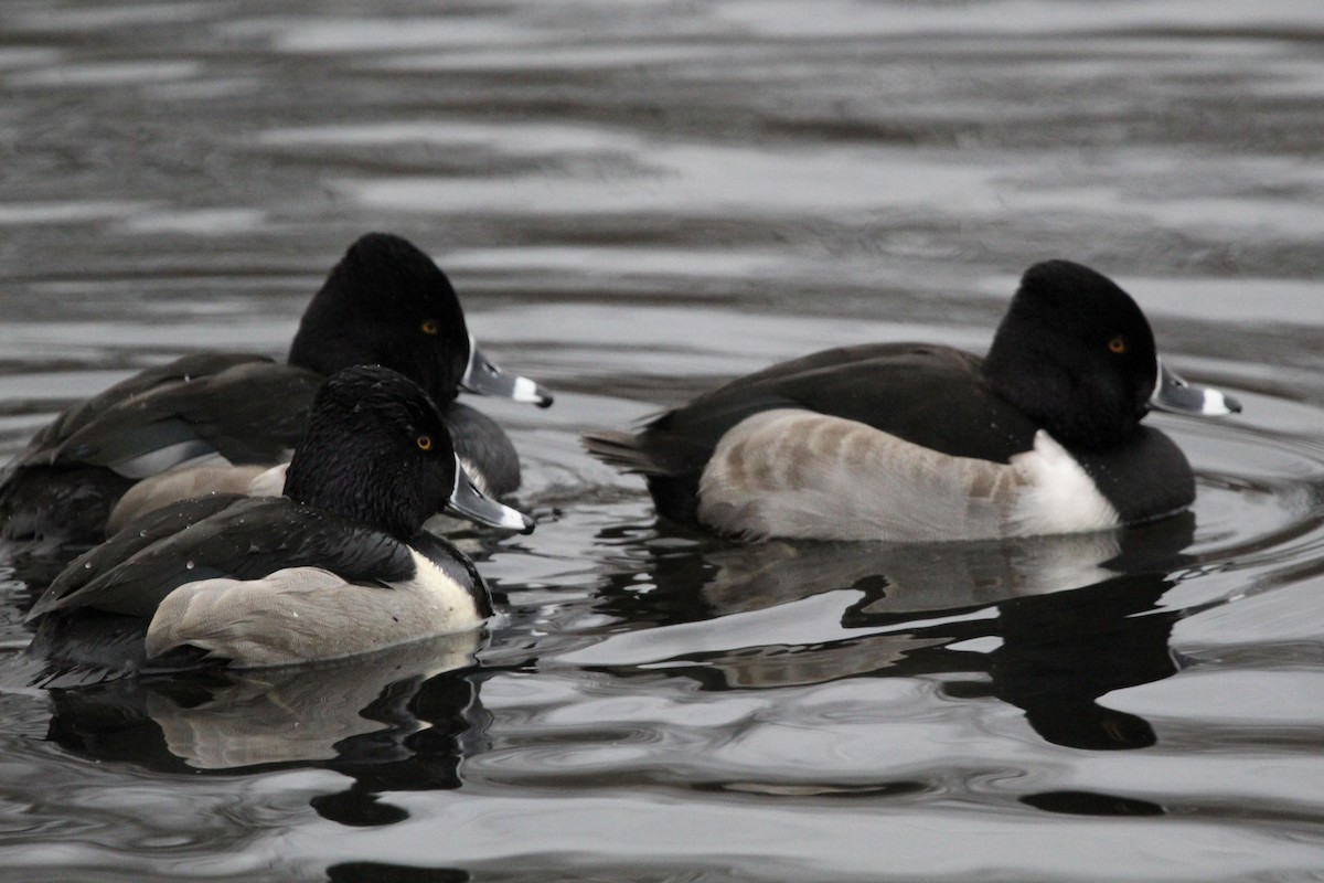 Murgilari lepokoduna - ML647574627