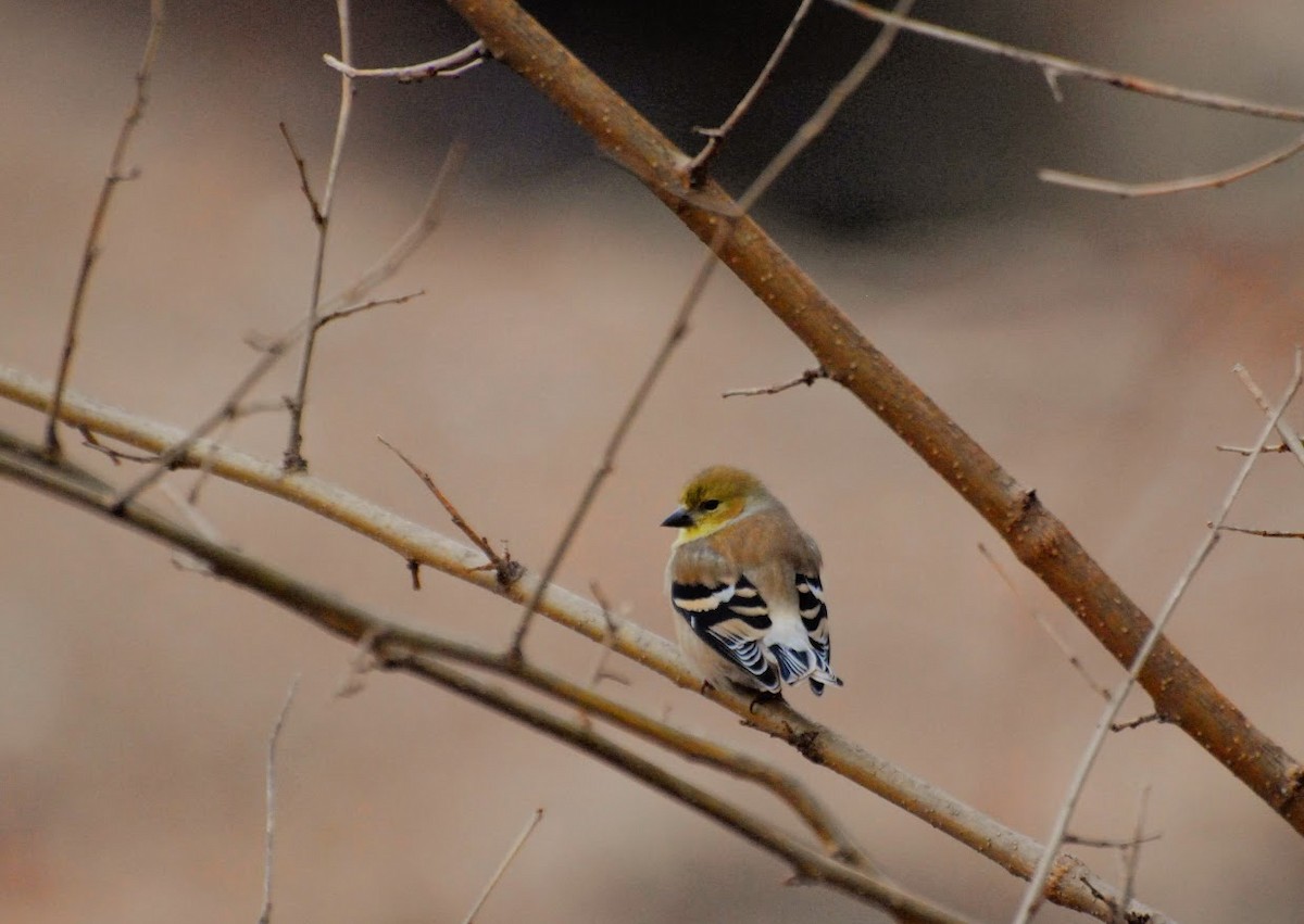 American Goldfinch - ML647574628