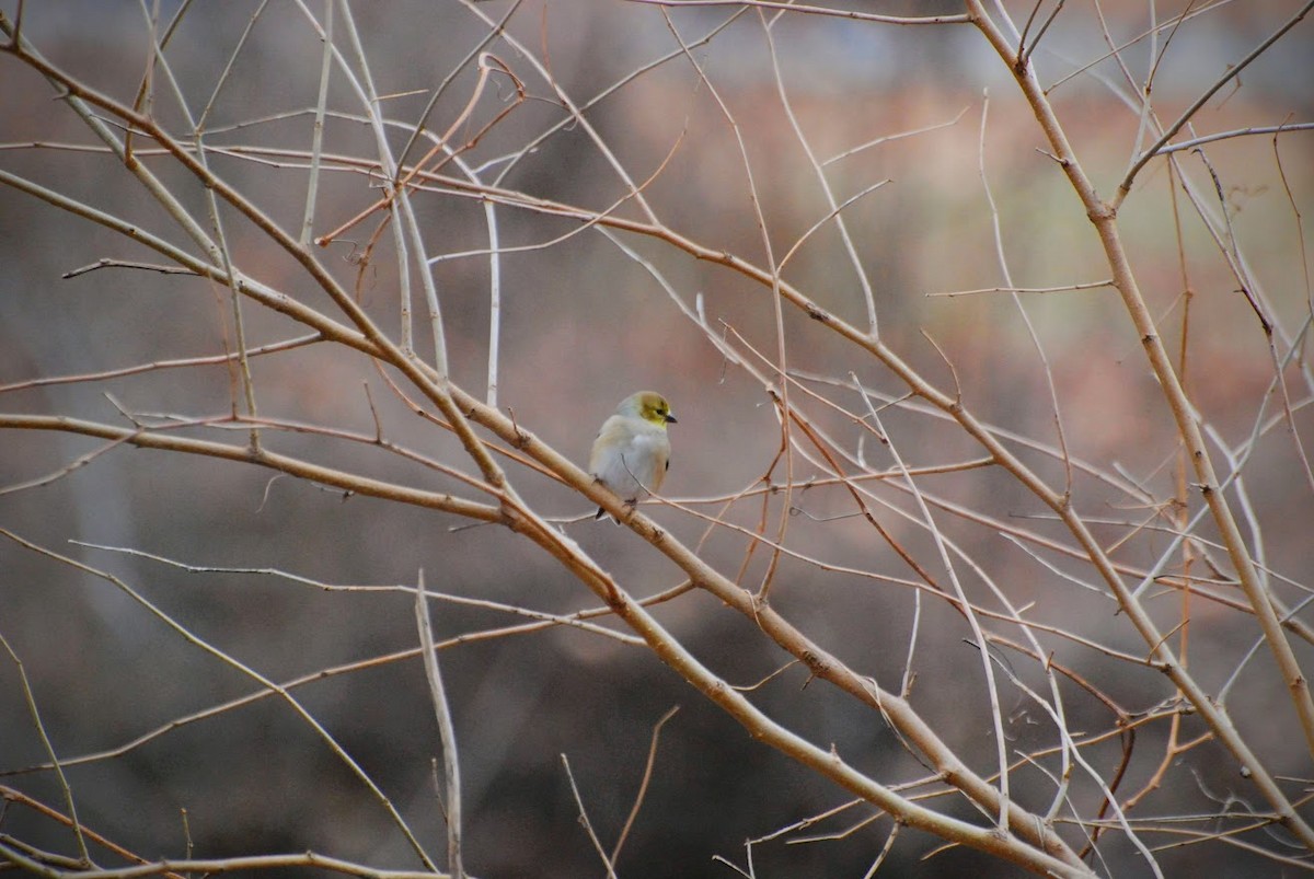 American Goldfinch - ML647574629