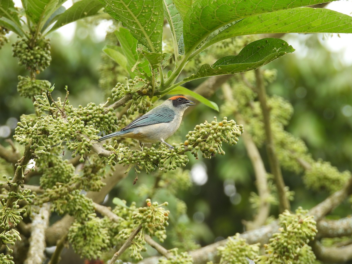 Scrub Tanager - ML647574631