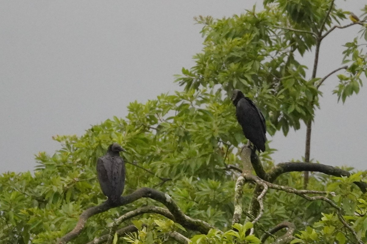 Zopilote beltza - ML647574633