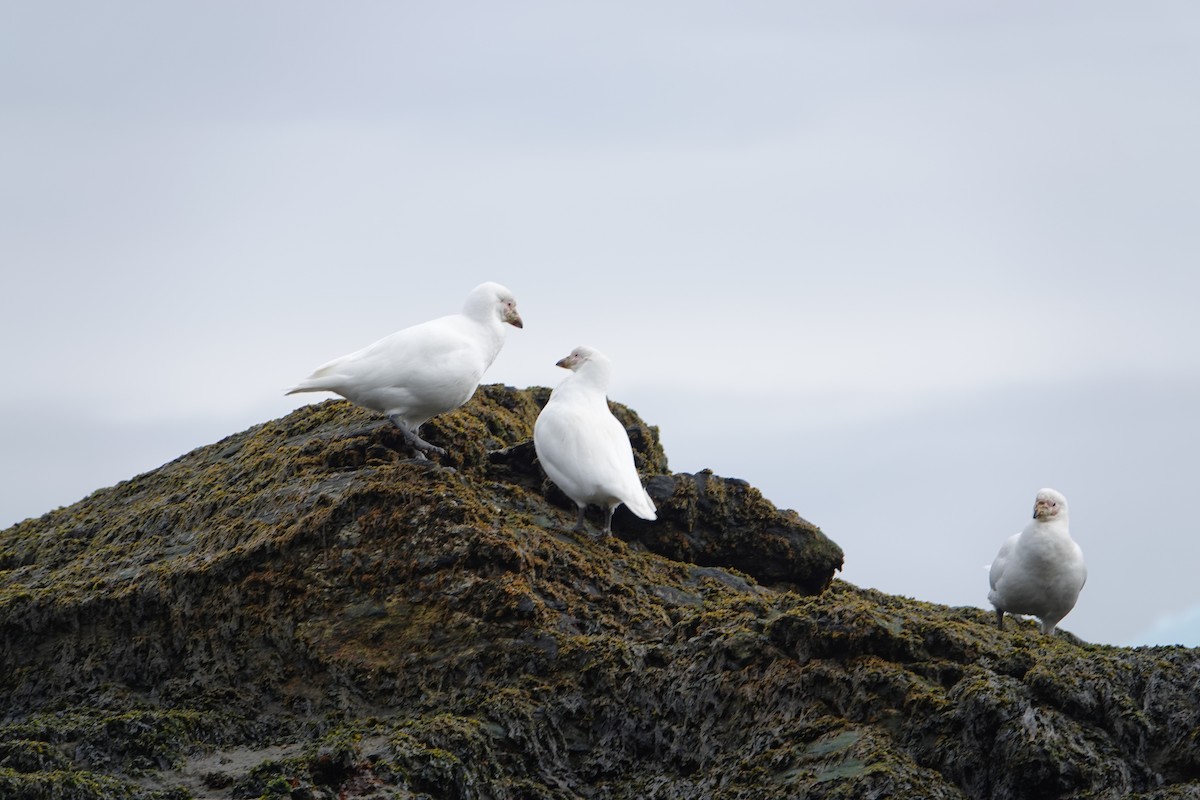 Snowy Sheathbill - ML647574634
