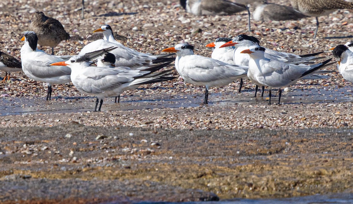 Txenada handi amerikarra - ML647574637