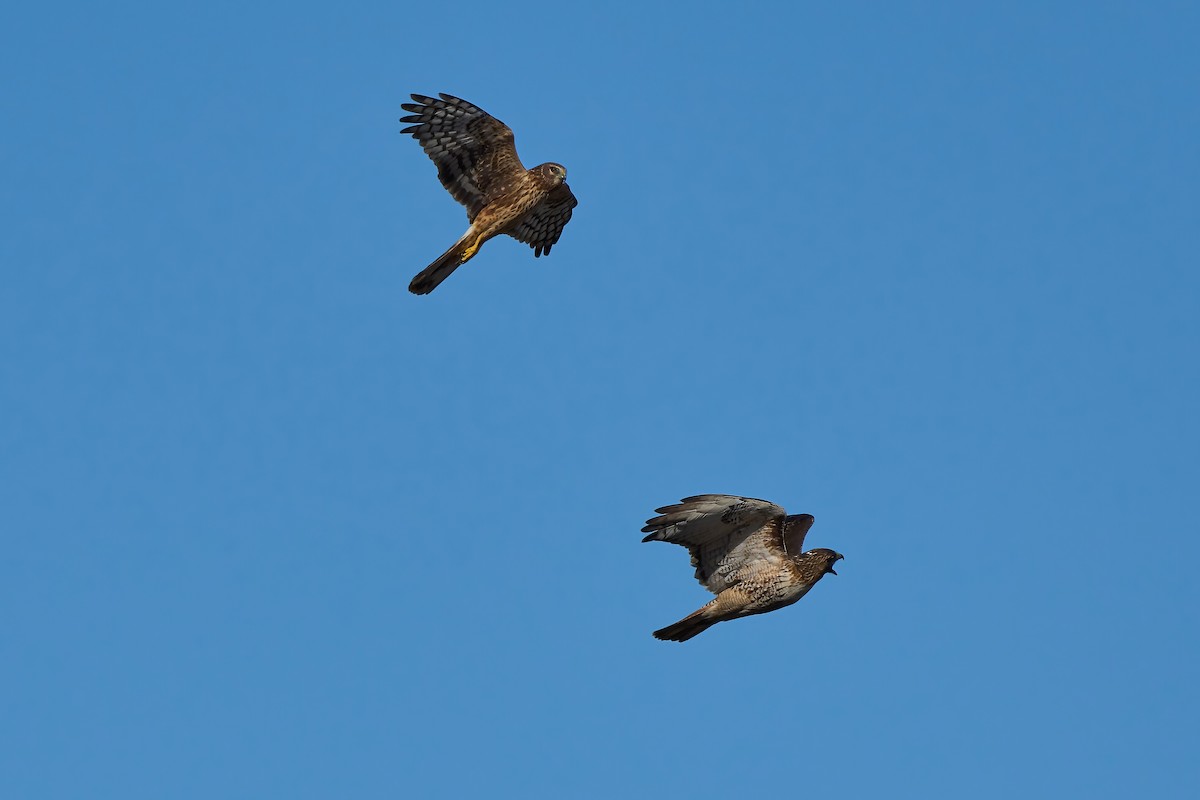 Mirotz zuri iparramerikarra - ML647574638