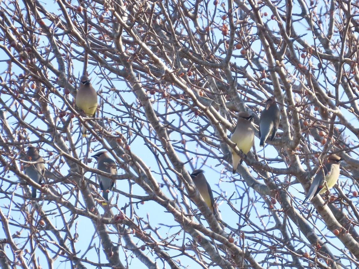 ヒメレンジャク - ML647574639