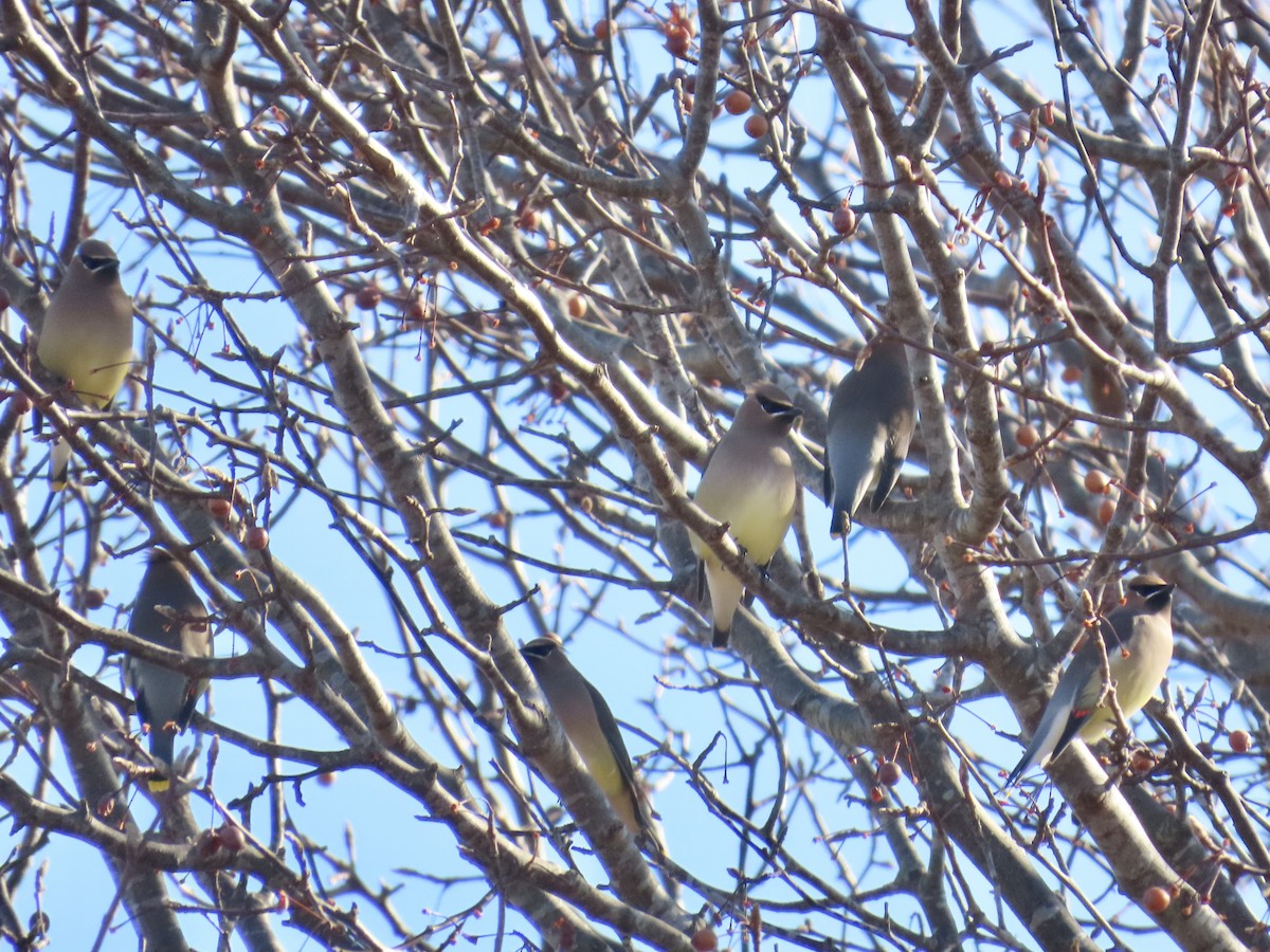 ヒメレンジャク - ML647574641