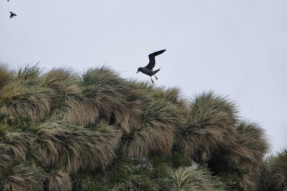 Light-mantled Albatross - ML647574649
