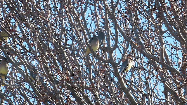 brkoslav americký - ML647574650