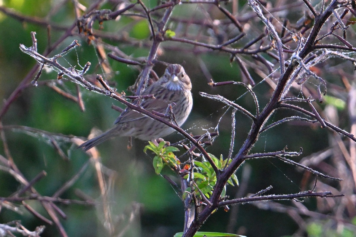 Lincoln's Sparrow - ML647574658