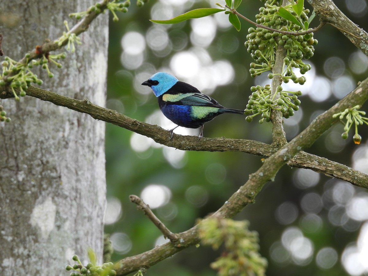 Blue-necked Tanager - ML647574659