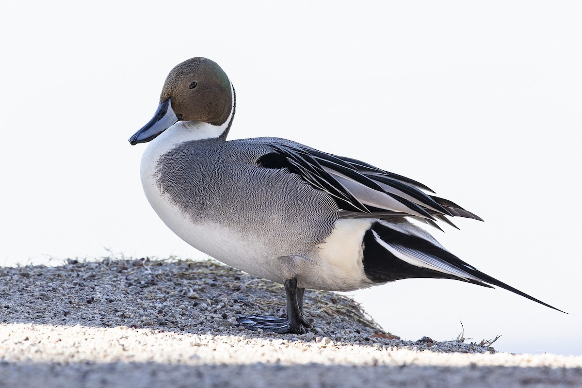 オナガガモ - ML647574668