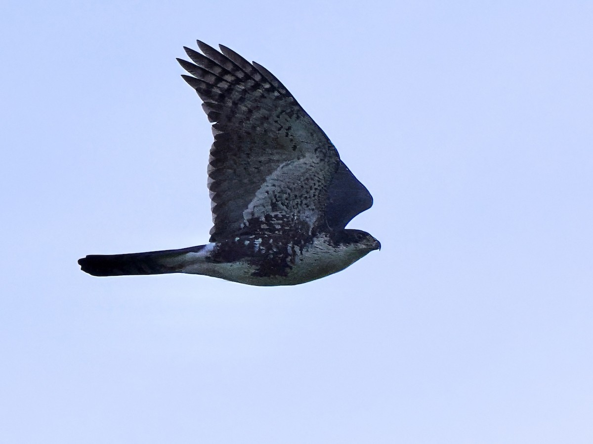 Black Goshawk - ML647574678