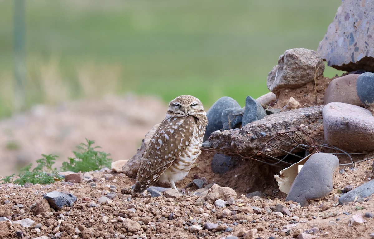 アナホリフクロウ - ML647574722