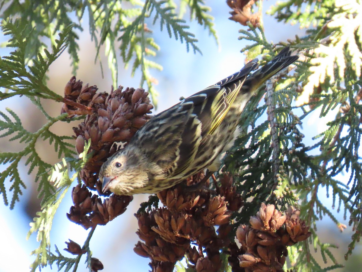 マツノキヒワ - ML647574724