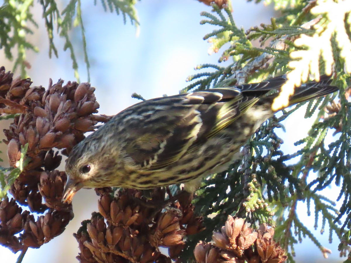 マツノキヒワ - ML647574725