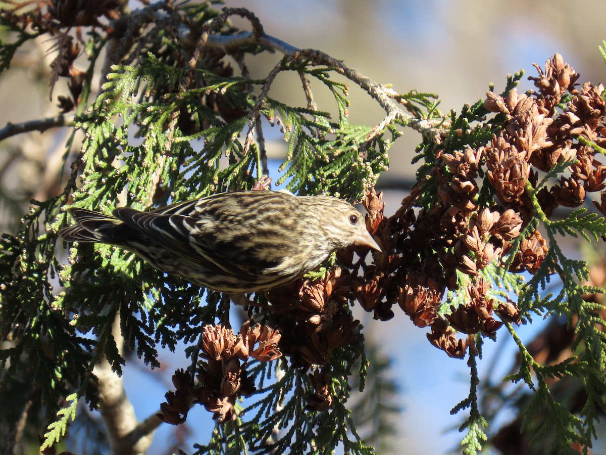 マツノキヒワ - ML647574727