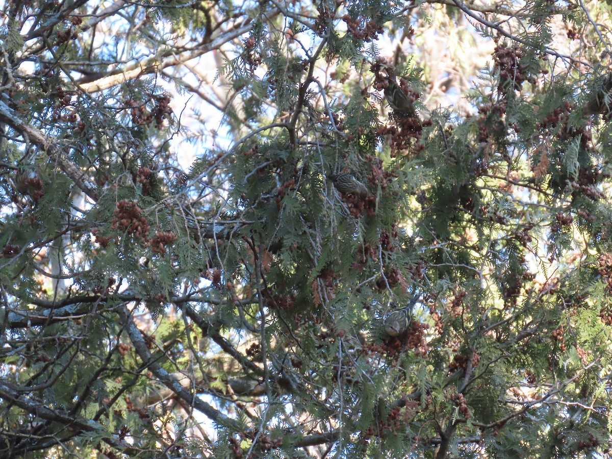 マツノキヒワ - ML647574728