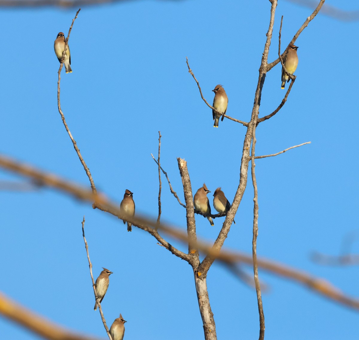 ヒメレンジャク - ML647574732