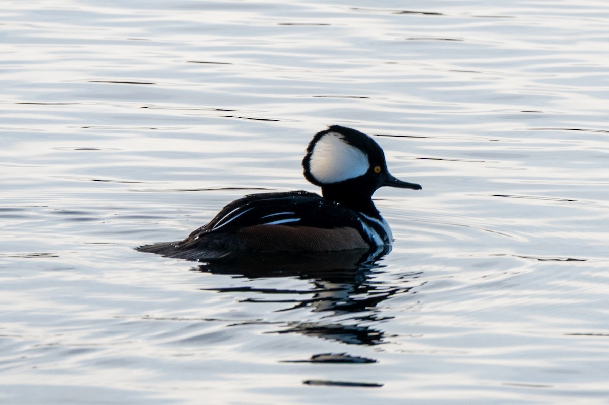 オウギアイサ - ML647574738