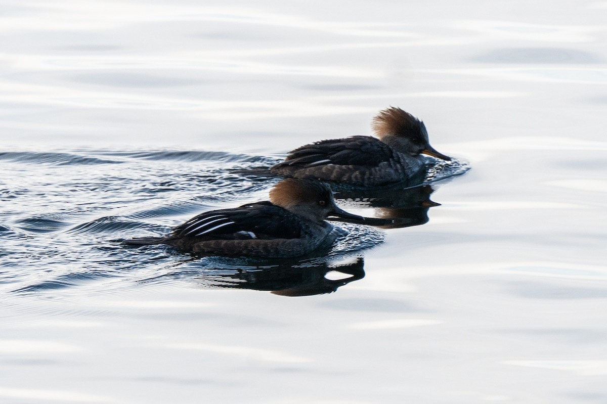 オウギアイサ - ML647574739