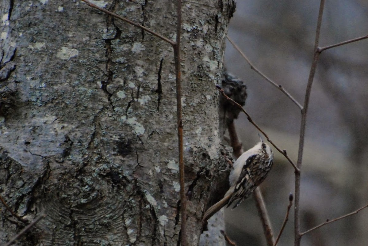 アメリカキバシリ - ML647574742