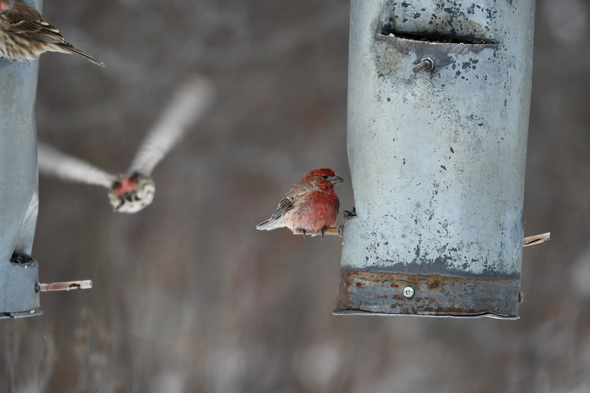 メキシコマシコ - ML647574744