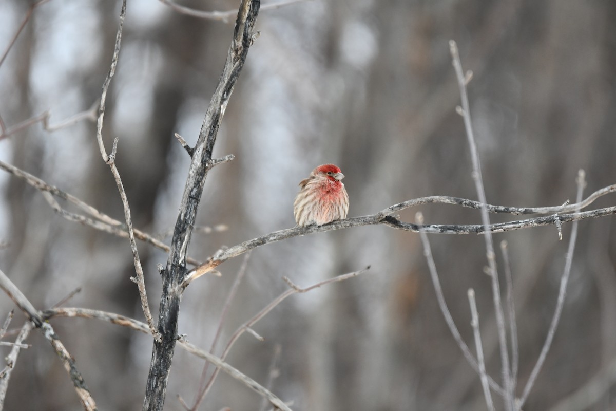 メキシコマシコ - ML647574746