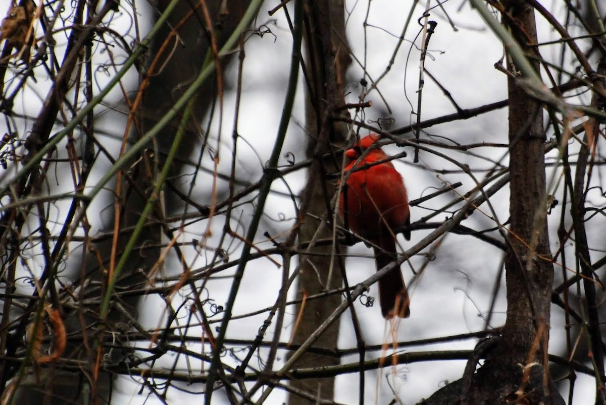 ショウジョウコウカンチョウ - ML647574749
