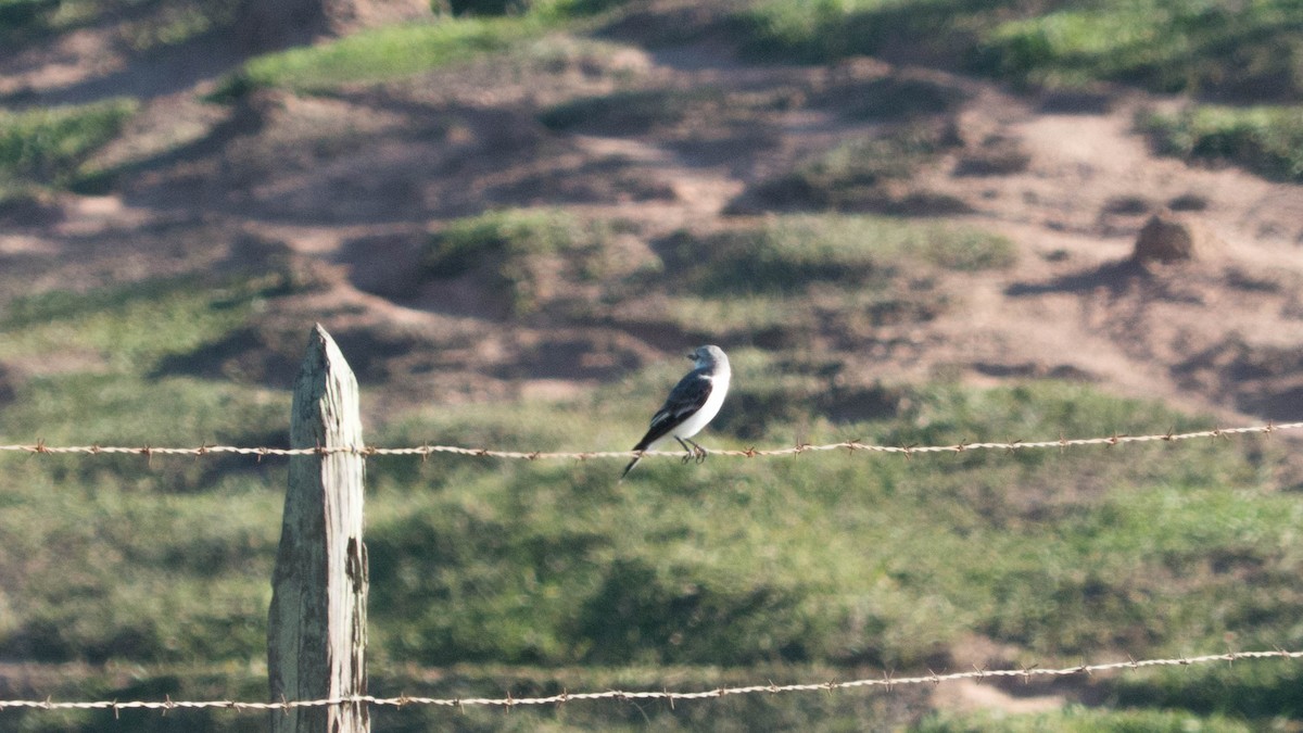 コシジロタイランチョウ - ML647574758