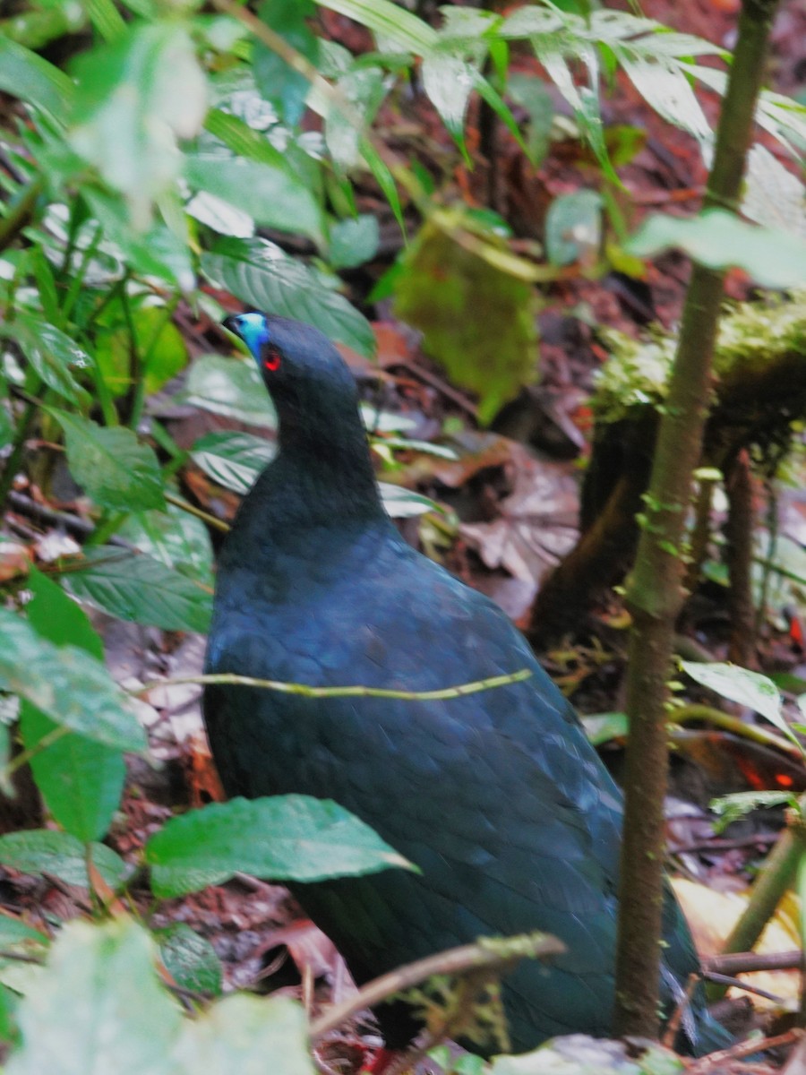 クロシャクケイ - ML647574766