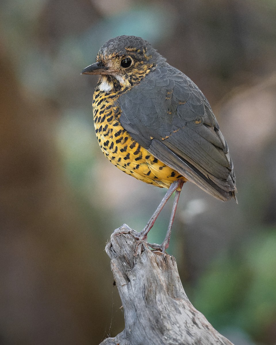 skjellmaurpitta - ML647574779