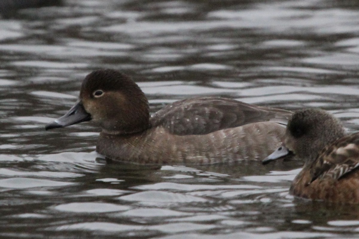 Porrón Americano - ML647574789