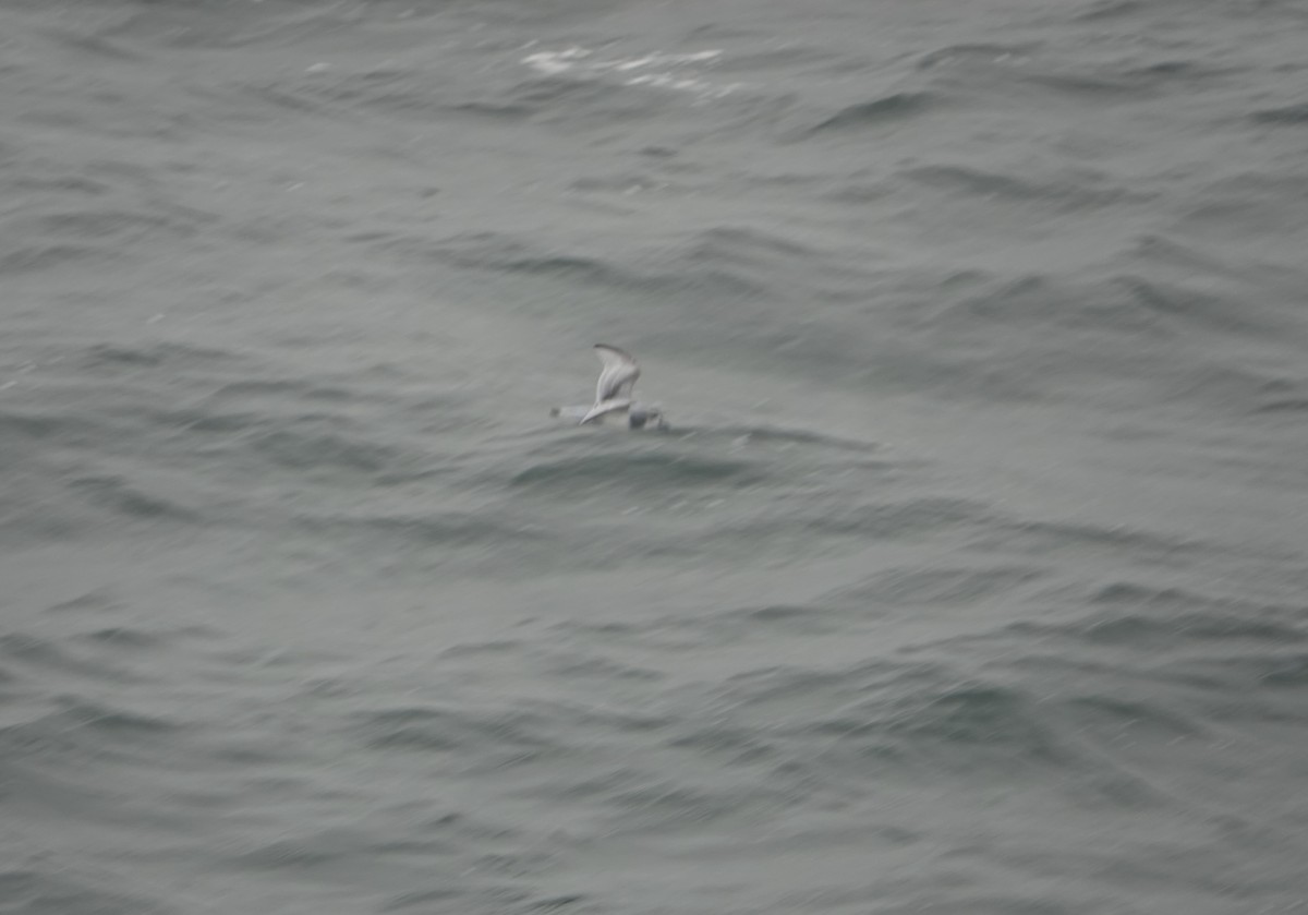 Antarktik Priyonu - ML647574822