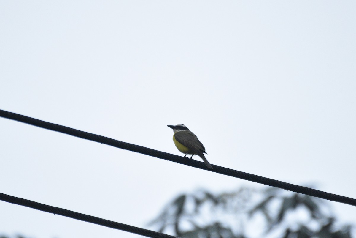 Boat-billed Flycatcher - ML647574823