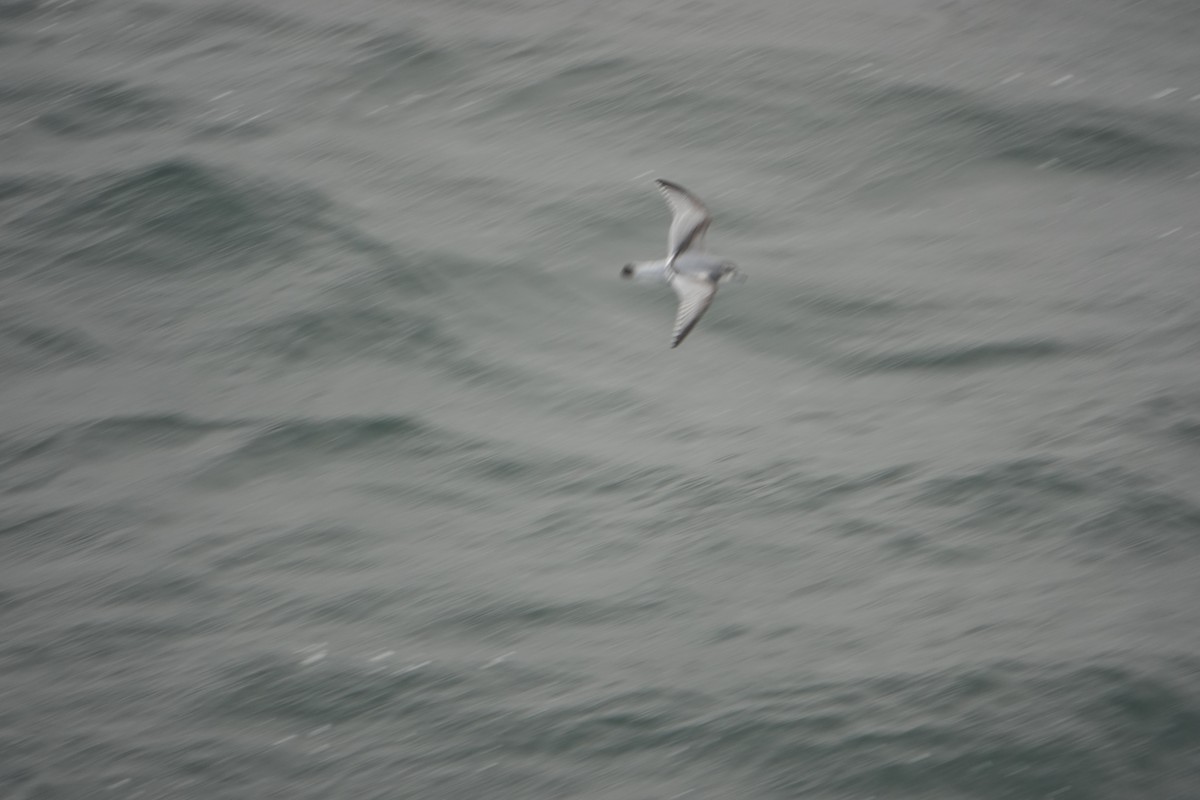 Antarktik Priyonu - ML647574826