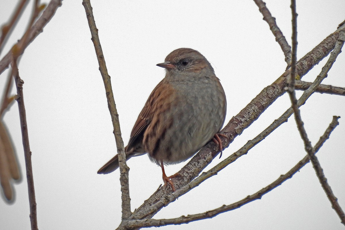 Accenteur mouchet - ML647574834