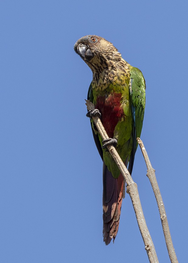 pyrura paráský (ssp. amazonum) - ML647574835