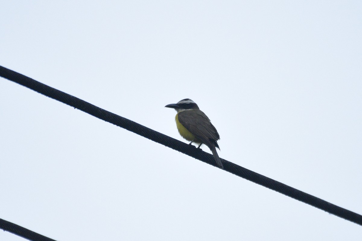 Boat-billed Flycatcher - ML647574840