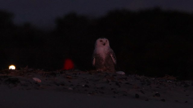 sovice sněžní - ML647574849