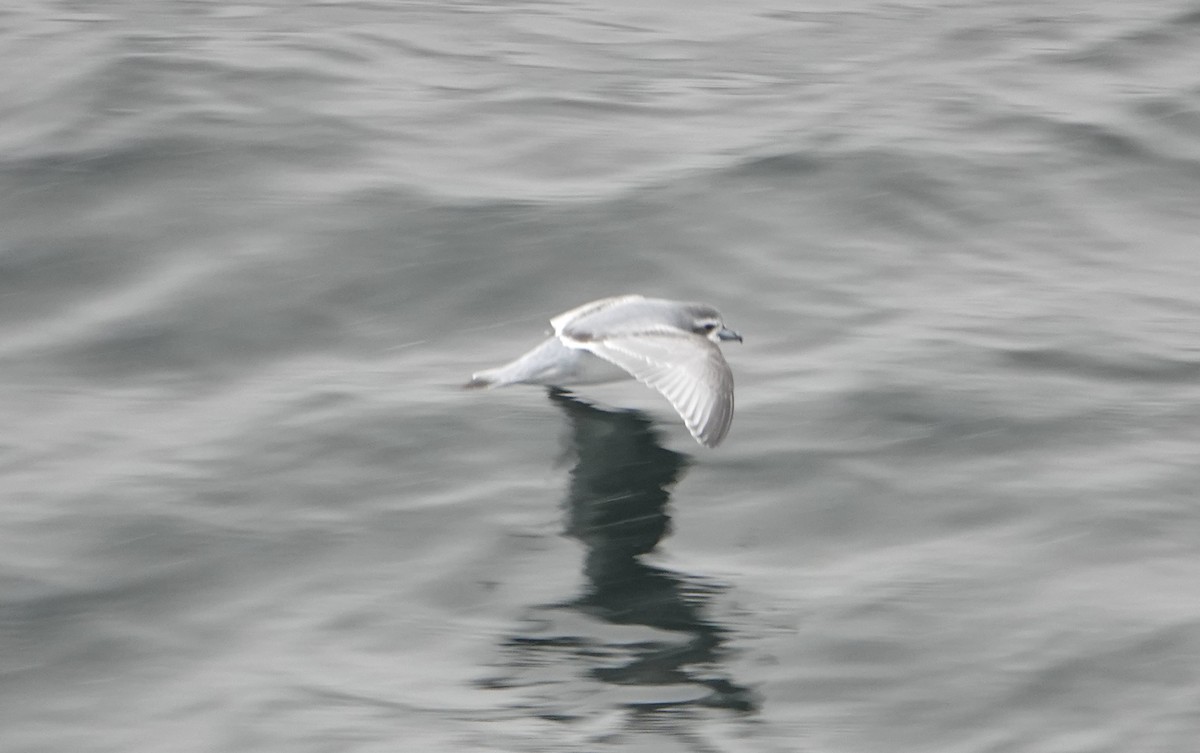 Antarktik Priyonu - ML647574859