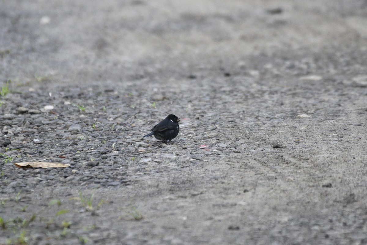 Variable Seedeater - ML647574889