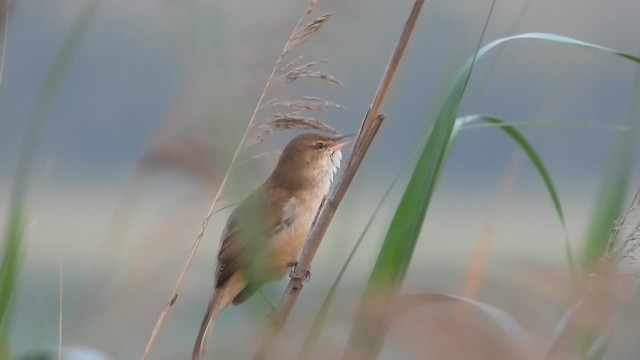 rákosník hlučnohlasý - ML647574894