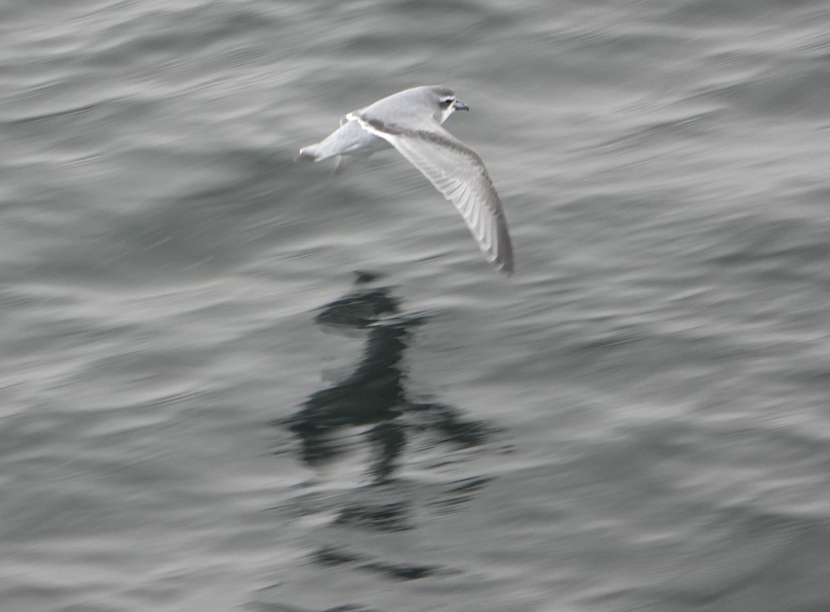 Antarktik Priyonu - ML647574895