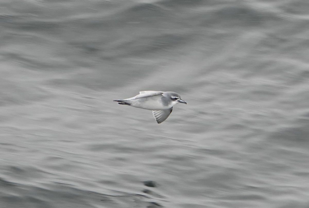 Antarktik Priyonu - ML647574920