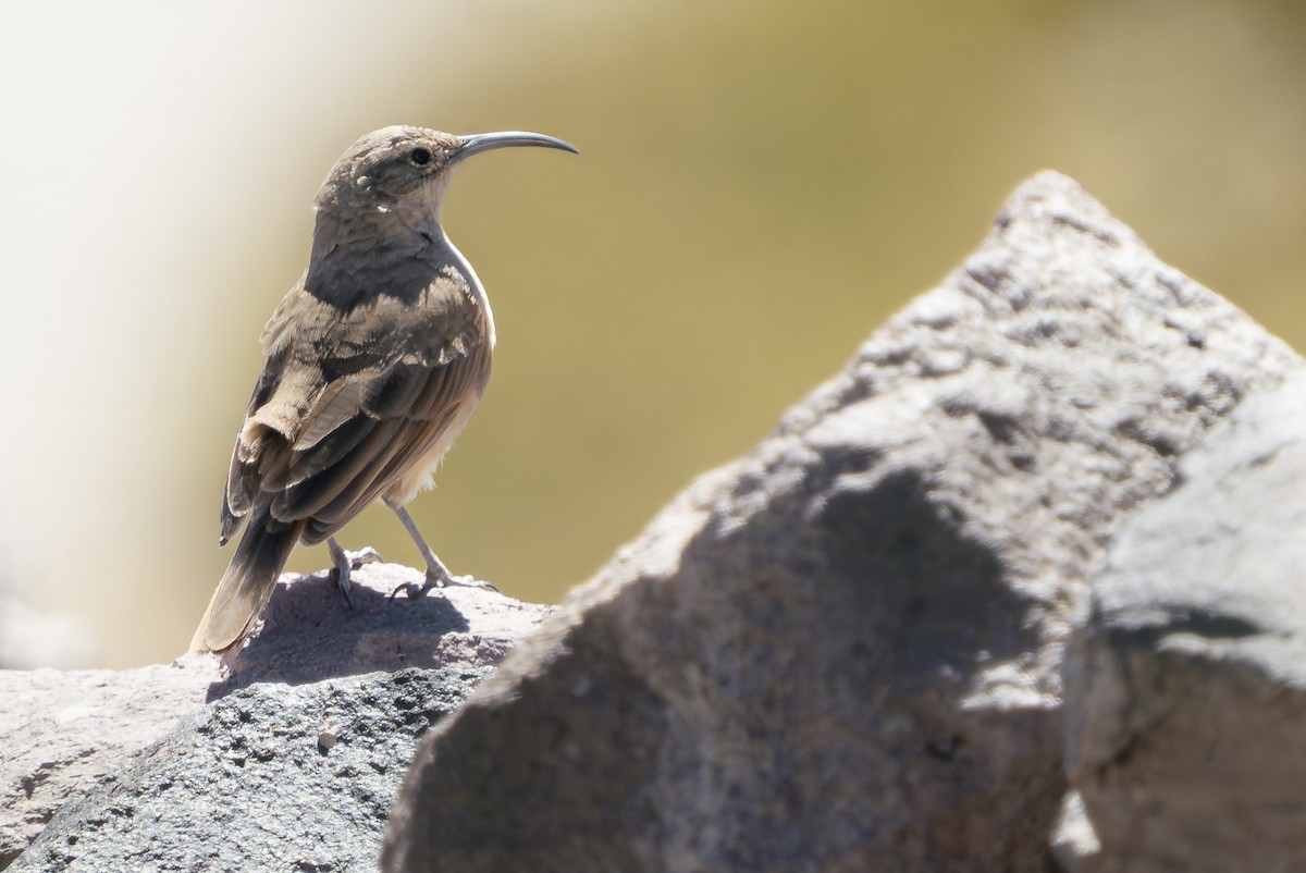 langnebbmarkløper - ML647574928