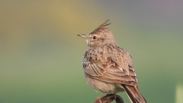 chocholouš obecný - ML647574929