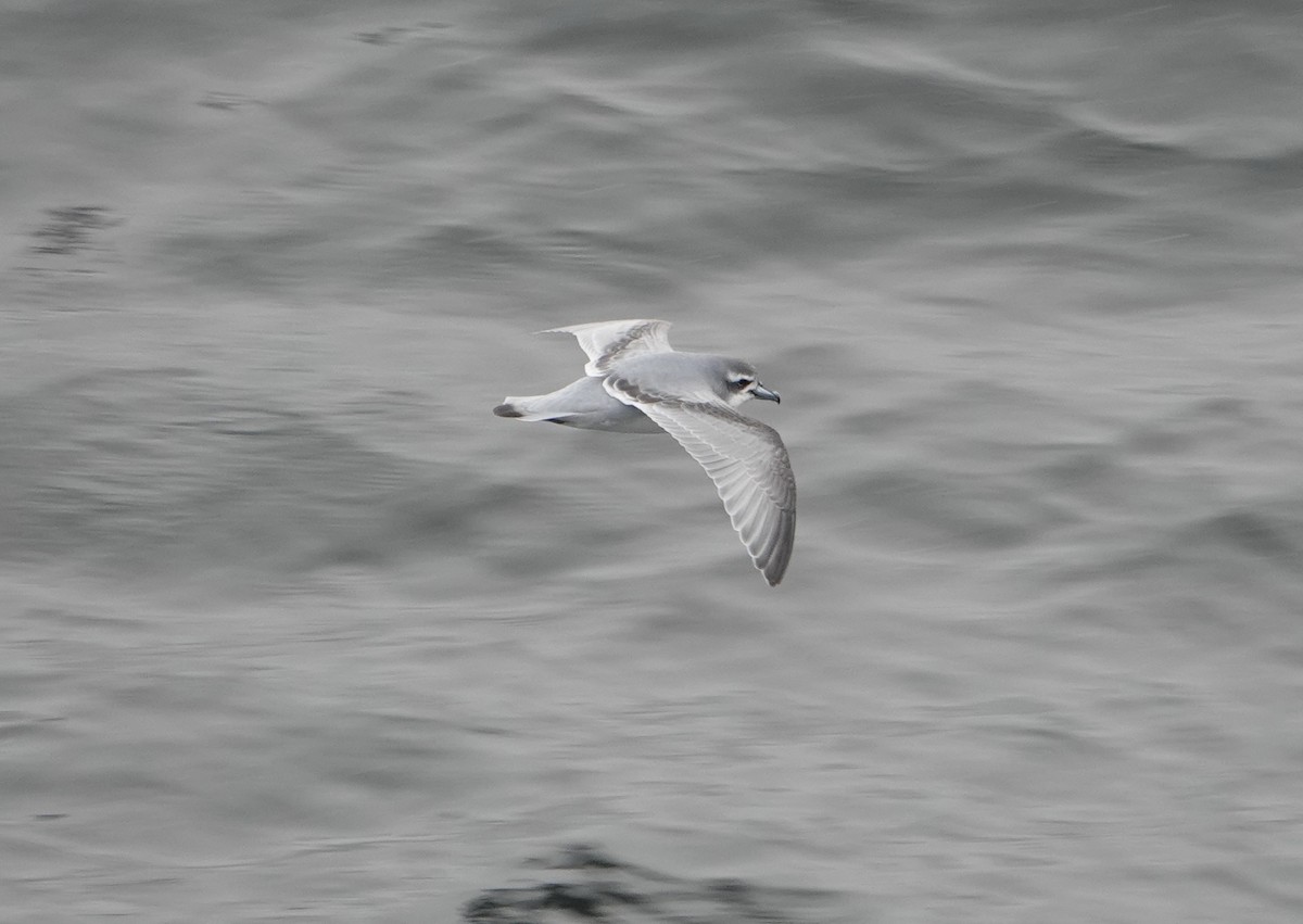 Antarktik Priyonu - ML647574947