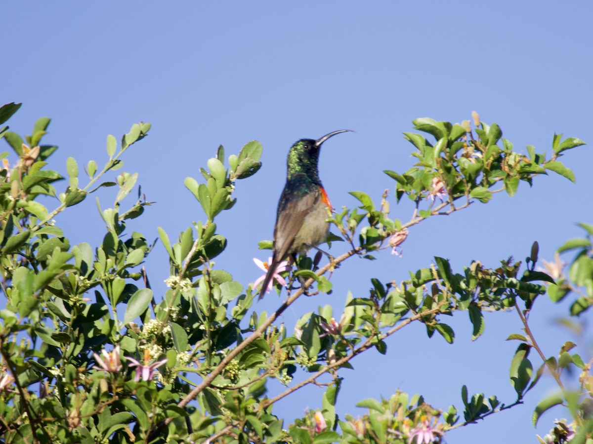 オオゴシキタイヨウチョウ - ML647574953