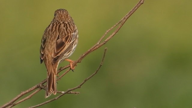 strnad luční - ML647574975