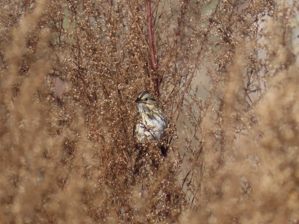 Lincoln's Sparrow - ML647574979